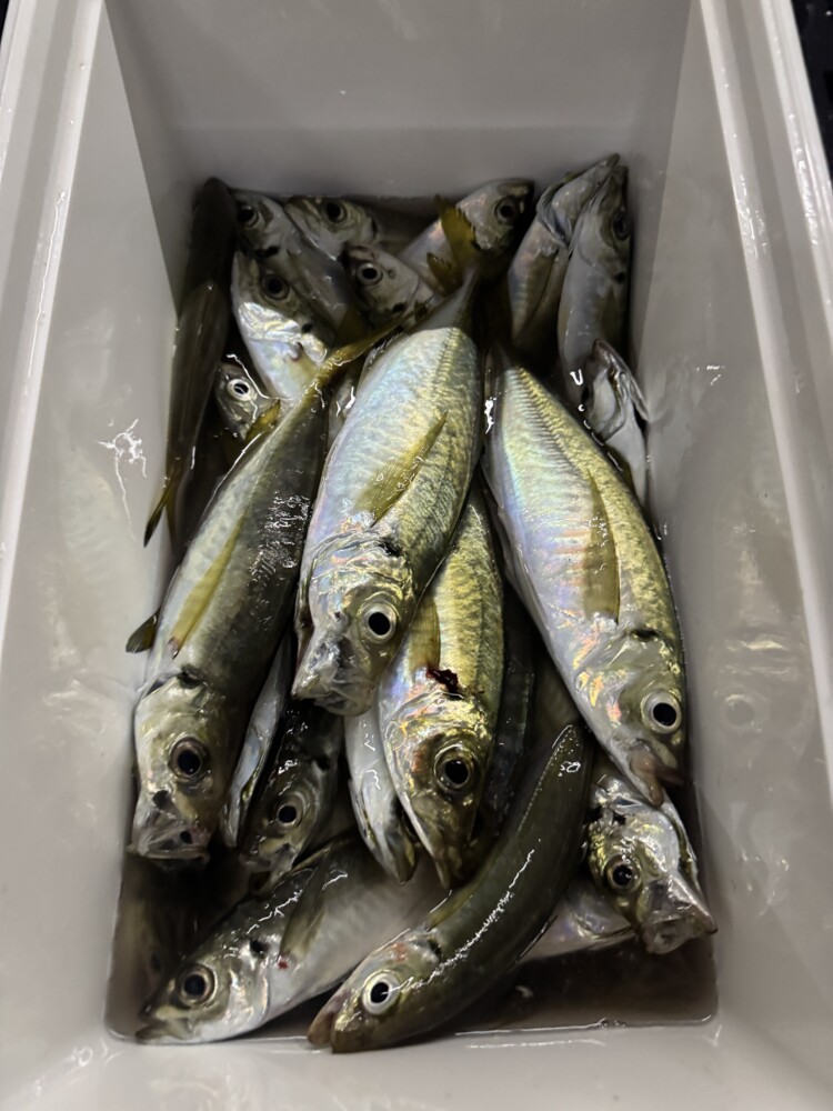 釣果写真