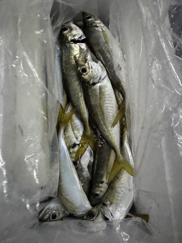 釣果写真