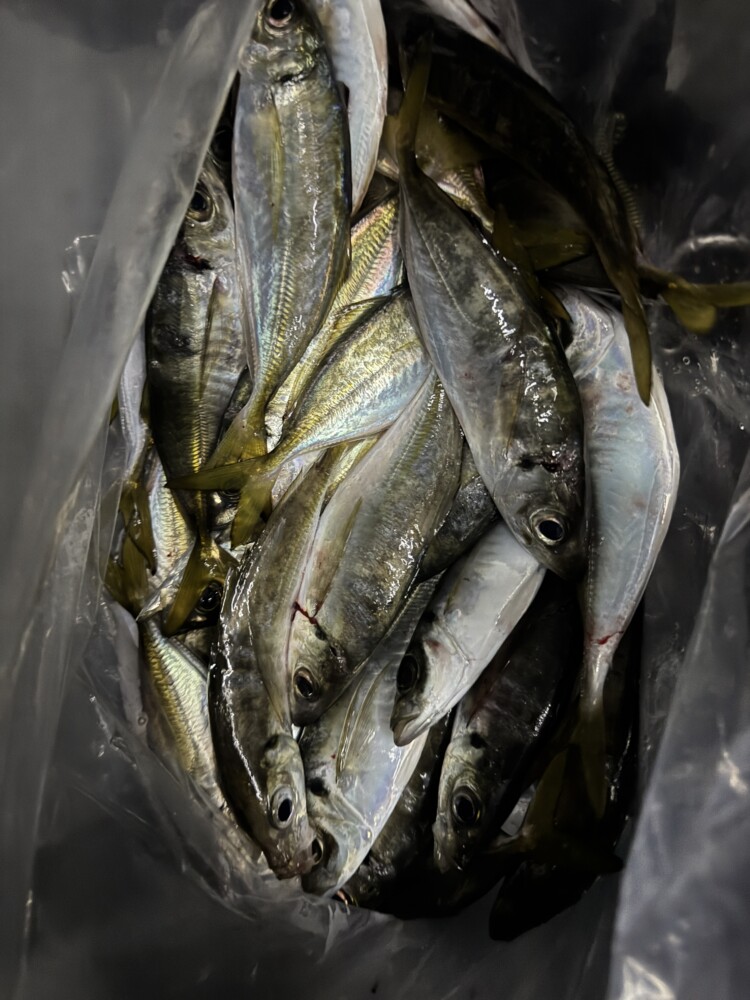 釣果写真