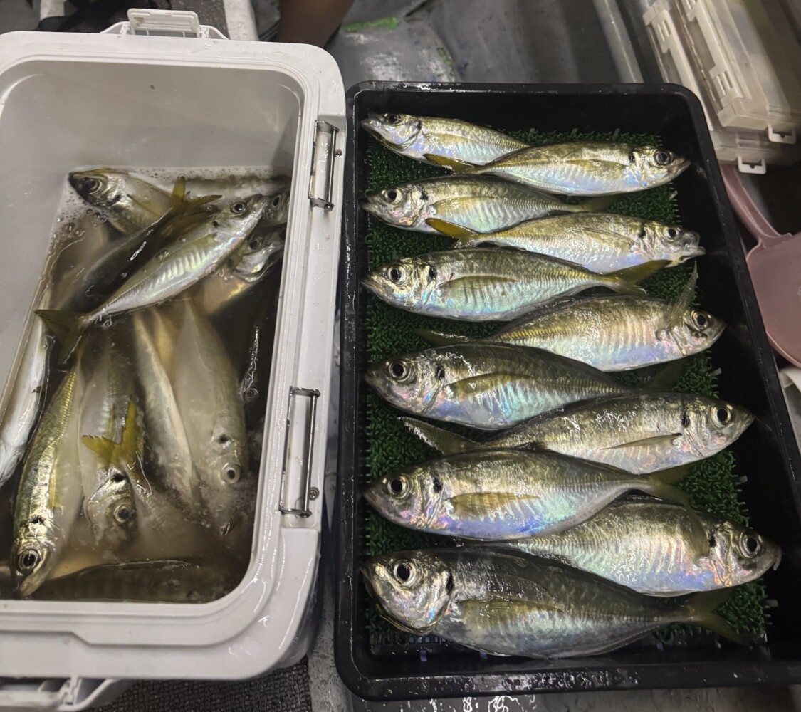 釣果写真
