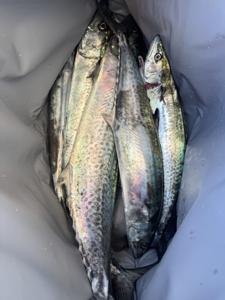 釣果写真