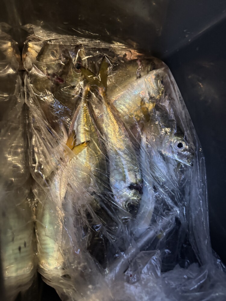 釣果写真