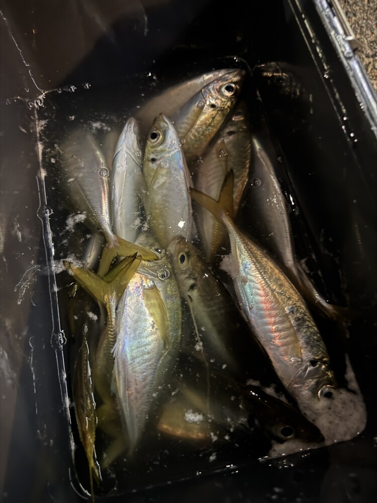 釣果写真