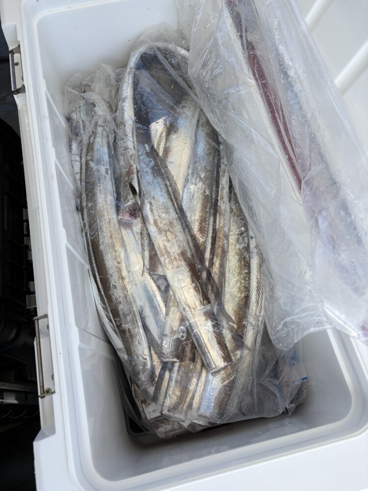 釣果写真