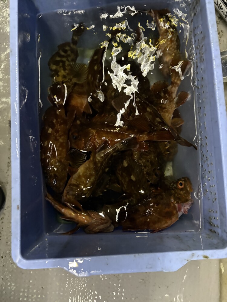 釣果写真