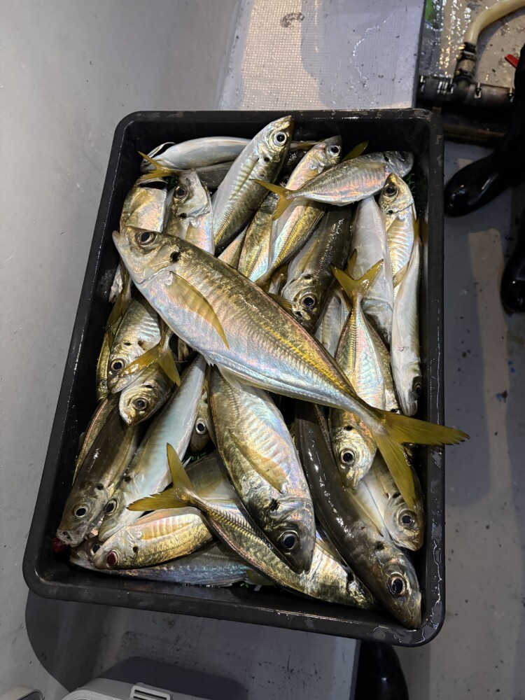 釣果写真
