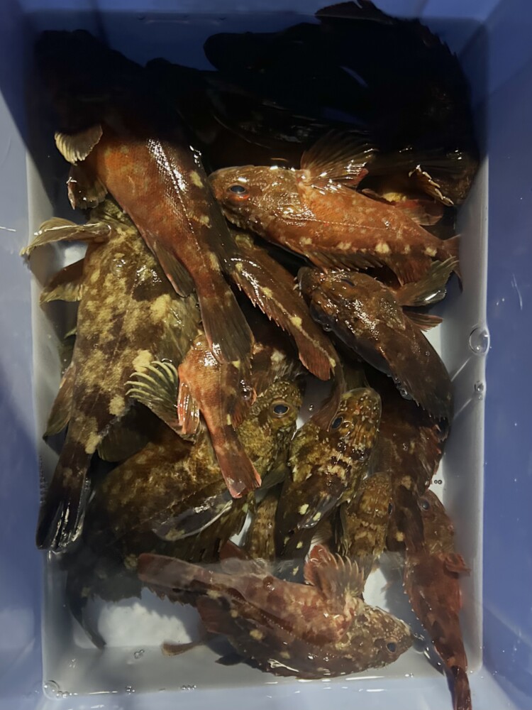 釣果写真