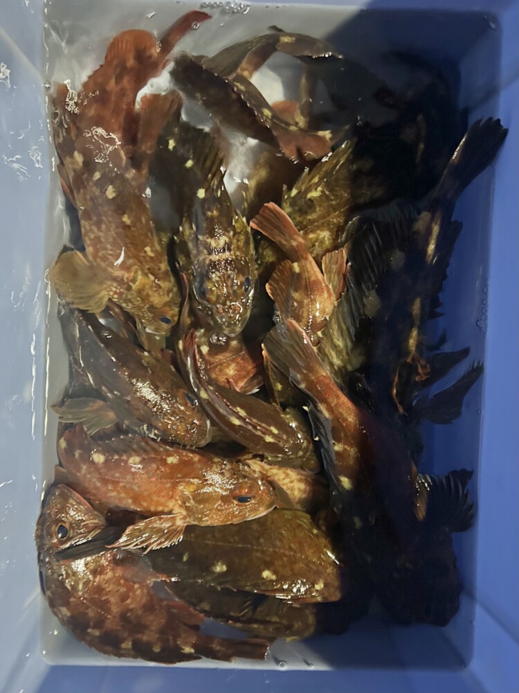 釣果写真